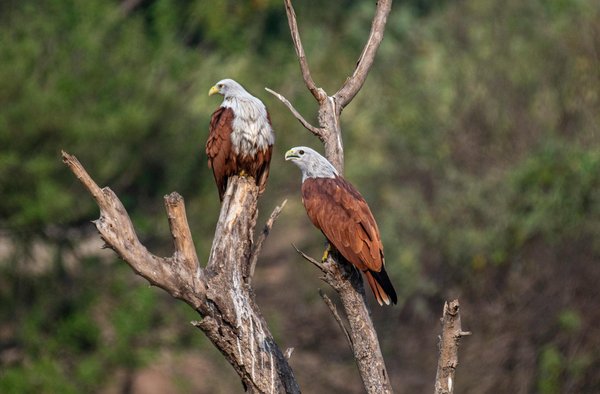Quelle est la meilleure période pour observer les aigles royaux en Écosse?